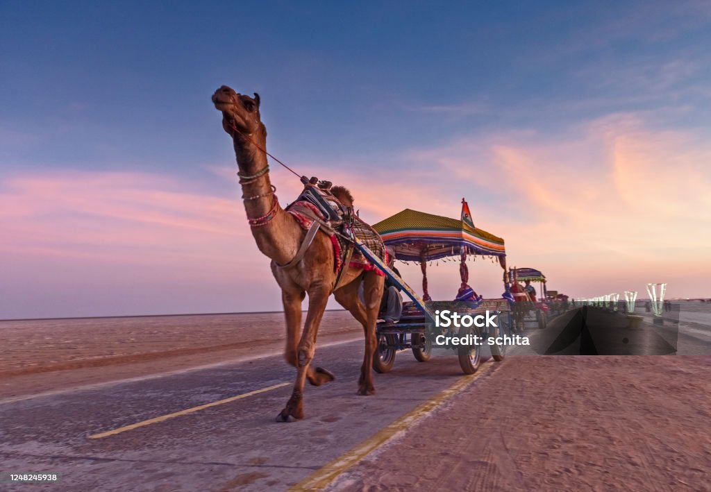 Rann festival in India Decorated camel cart at Rann Festival Gujarat Stock Photo