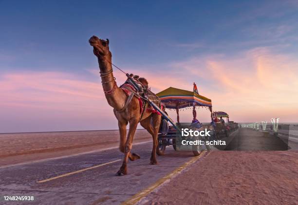 Rann Festival In India Stock Photo - Download Image Now - Gujarat, Kutch, Camel