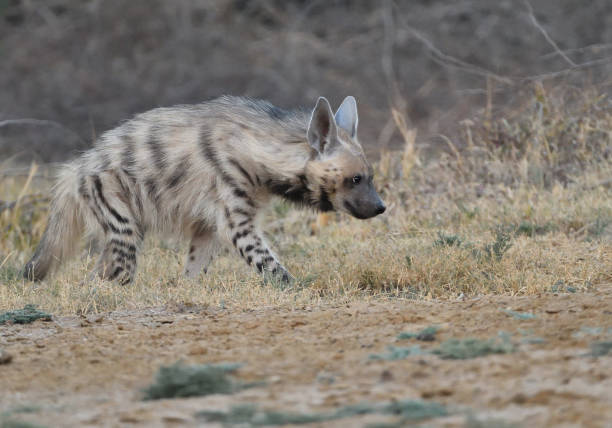 Close up of  Striped Hyaena Close up of Striped Hyaena, in Little Rann of Kutch, Gujarat, India spotted hyena photos stock pictures, royalty-free photos & images