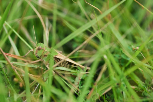 cavalletta di tonosama nascosta nell'erba - locust swarm of insects insect group of animals foto e immagini stock