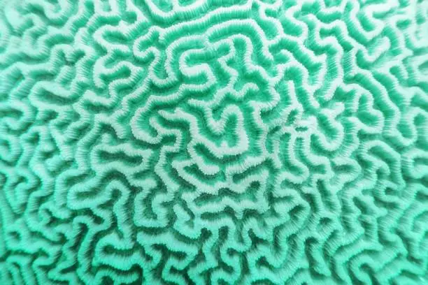Photo of Abstract background in trendy neo mint color - Organic texture of the hard brain coral