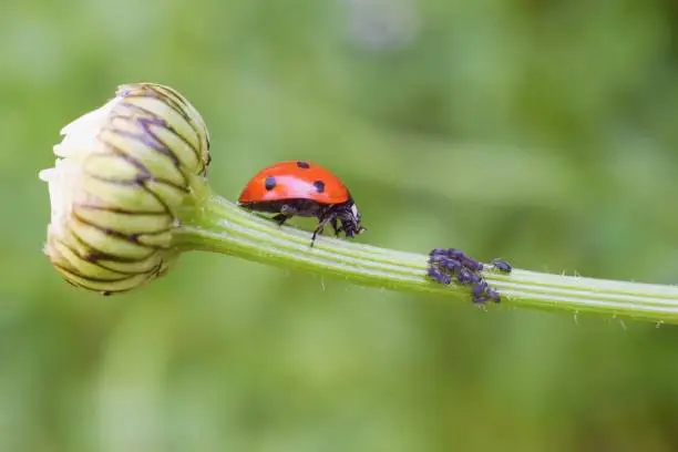 Photo of Lady bug as a plant louse predator, biological protection.