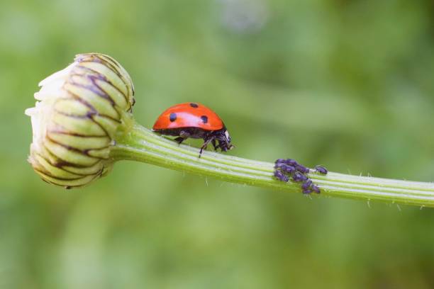 леди ошибка, как хищник ветки растений, биологическая защита. - ladybug стоковые фото и изображения