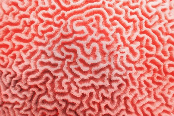 Abstract background in trendy coral color - Organic texture of the hard brain coral Abstract background in trendy coral color - Organic texture of the hard brain coral coral colored photos stock pictures, royalty-free photos & images