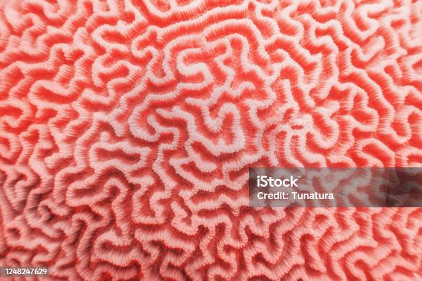 Abstract Background In Trendy Coral Color Organic Texture Of The Hard Brain Coral Stock Photo - Download Image Now