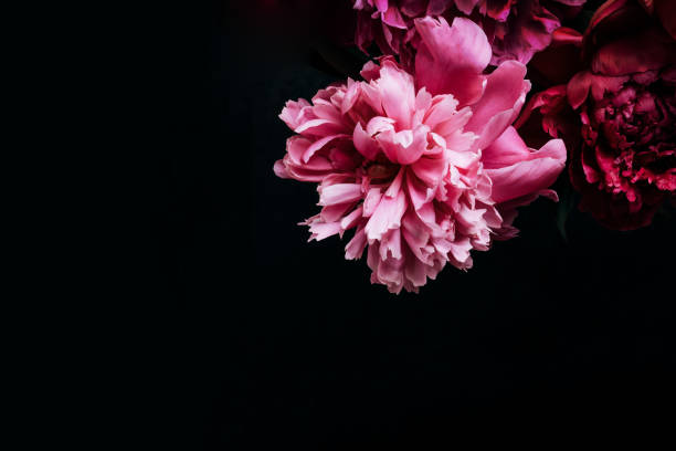 istock Beautiful peony on black. Floral background. Soft focus, copy space 1248247782