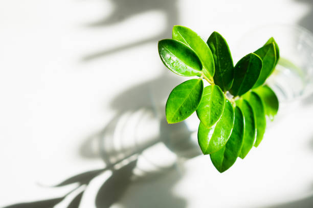 istock Closeup nature view of green leaf 1248249229