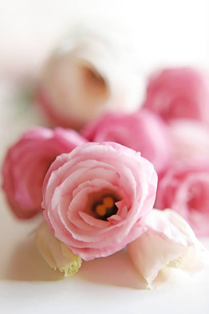 istock Pink and white Eustoma flower bouquet 1248251202
