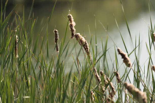 istock Reeds by the lake 1248252982