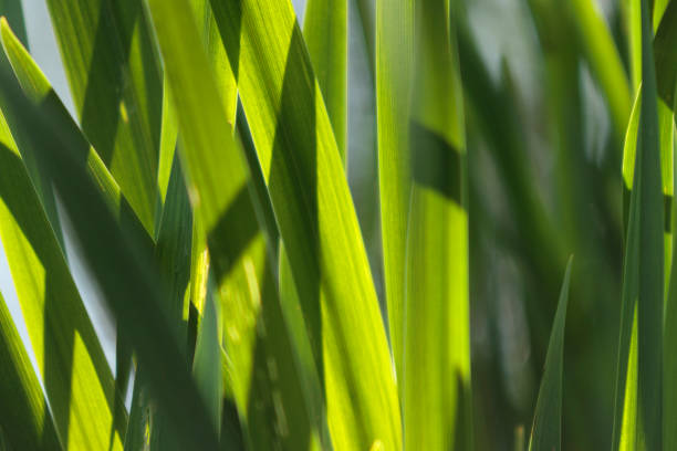 istock Reeds by the lake 1248253013