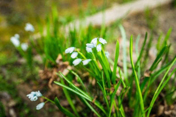 Blue scilla (Scilla siberica) blooming in the garden. Shallow depth of field. Selective focus.