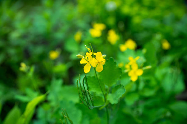 istock Blooming celandine in the garden 1248253044