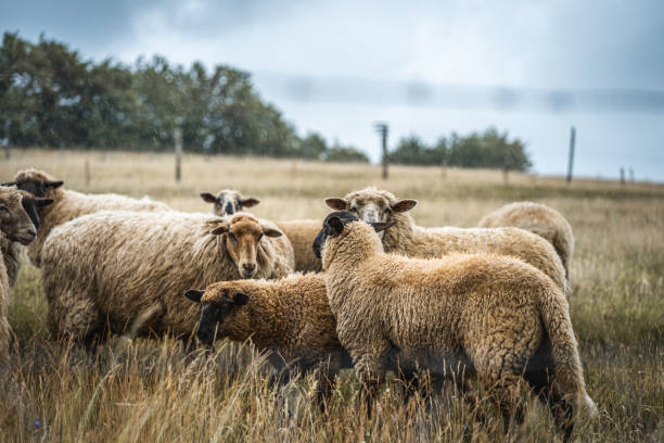 istock herd of sheep 1248253060