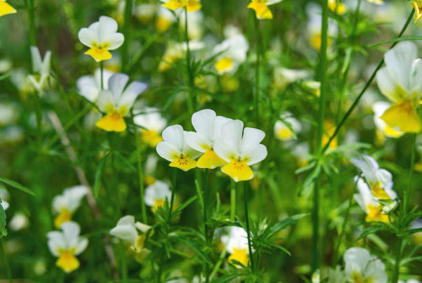 istock Pansy flowers on a blurred green background 1248255198