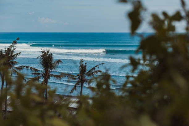 istock A palms trees in front of a surf spot 1248255591