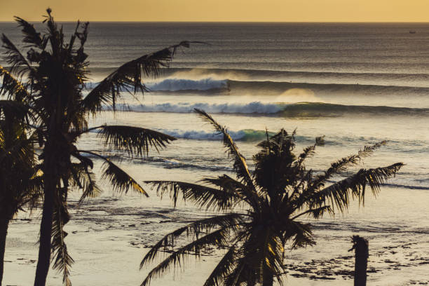 istock A palms trees in front of a surf spot 1248256381