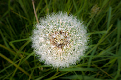 Close-up of dandelion seeds in a beautiful spherical shape