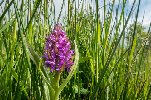 The broad orchid (Dactylorhiza majalis) is a European orchid of the genus Dactylorhiza (palmistry). It is an early bloomer, which usually blooms in moist grasslands in early May.