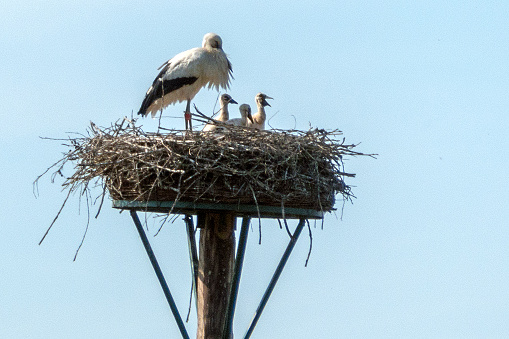 Stork with three cubs on the nest against a blue sky