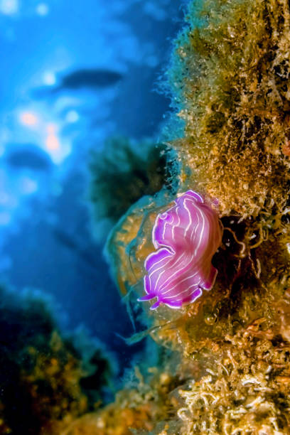 istock Flatworm, Prostheceraeus giesbrechtii 1248256879