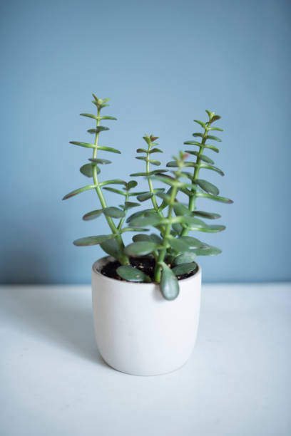 Jade Plant Jade Plant, Crassula, Money Tree, White Background, Potted Plant jade plant stock pictures, royalty-free photos & images