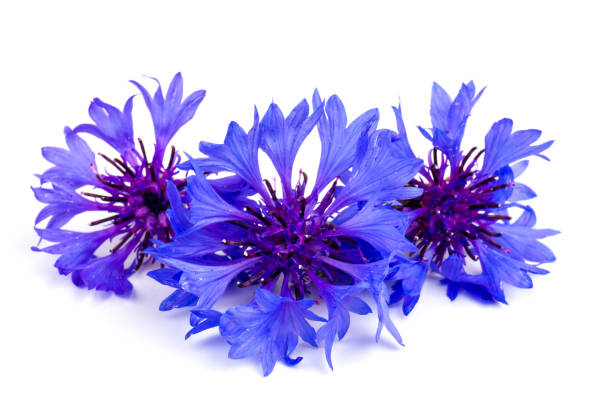 istock Blue cornflowers, summer flowers on white background, floral background, beautiful small cornflowers close up 1248258801
