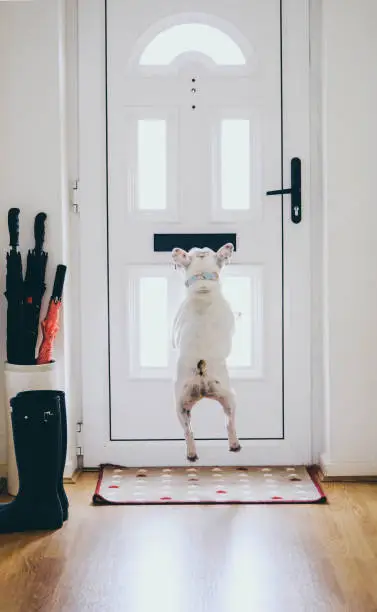 Photo of French Bulldog rushing to the door for postman delivering mail