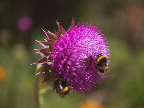 Close up of a bumble bee on a wild flower found on a hiking trail in Bariloche, Argentina.