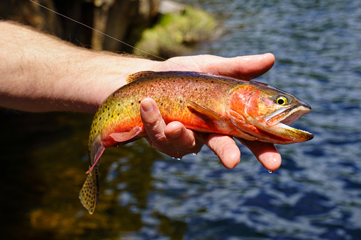 Hand Holding Colorful Cutthroat Trout - Closeups of fish being being released. Catch and release fly fishing at backcountry mountain lake.