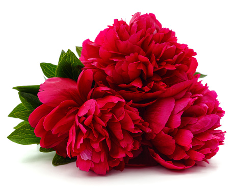 Bouquet of red peonies isolated on a white background.