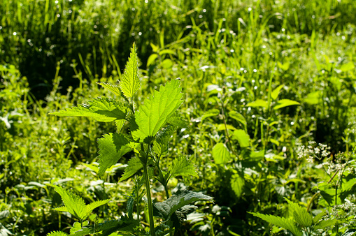 close-up of a stinging nettle, urtica dioica, in a meadow in morning light
