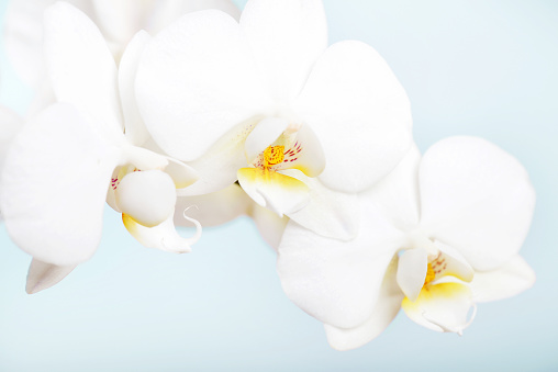 Blooming orchid on blurred light background, close-up. Phalaenopsis flowers for publication, design, poster, calendar, post, screensaver, wallpaper, postcard, banner, cover. High quality photography