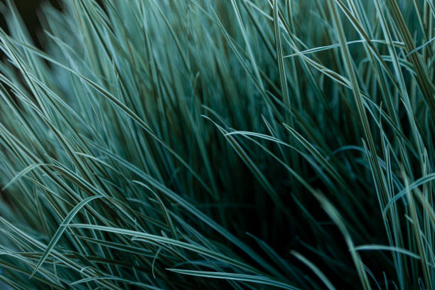 istock Green grass background. Nature, green, beautiful grassy wallpaper. Pattern 1248263306