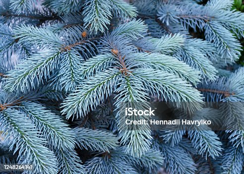 5,800+ Blue Spruce Stock Photos, Pictures & Royalty-Free Images - iStock