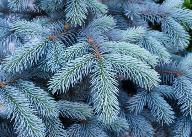 blue spruce tree with blue needles blue spruce tree with blue needles picea pungens stock pictures, royalty-free photos & images