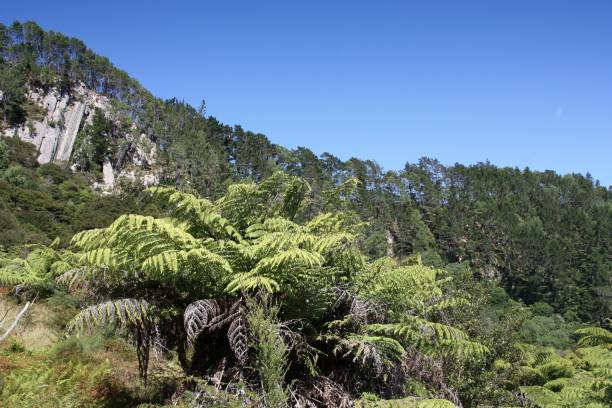 istock New Zealand native bush 1248264368