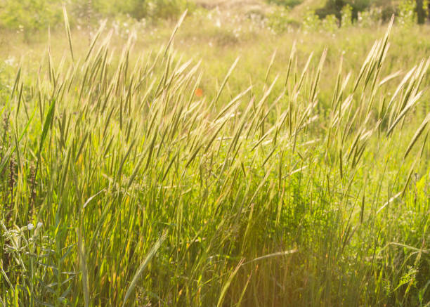 istock spikelets of grass in the sun 2 1248264447