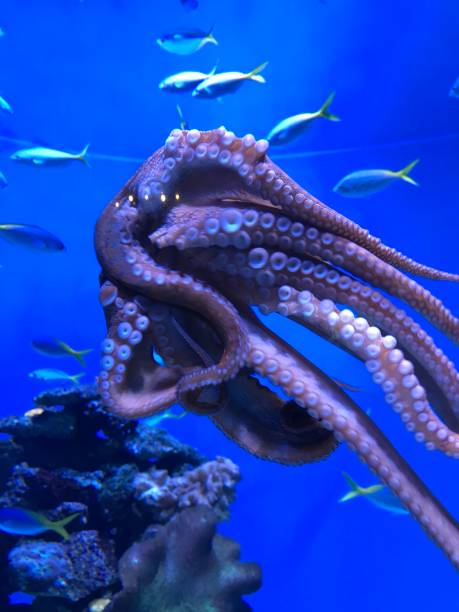 istock A Day at the Long Beach Aquarium 1248265511