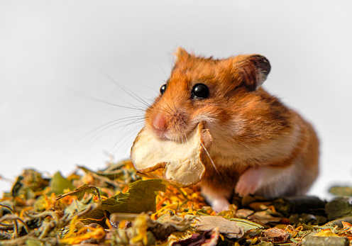 Syrian hamster isolated on white
