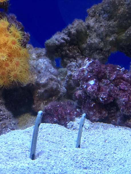 istock A Day at the Long Beach Aquarium 1248265546