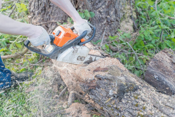 istock farmer sawing a tree felled by a hurricane chainsaw 1248266226
