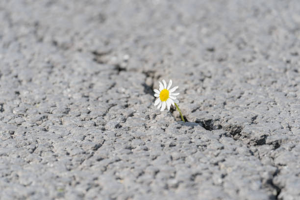 istock beautiful daisy grows through a crack in the asphalt 1248266290