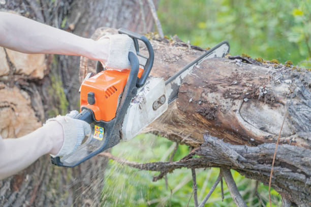 istock farmer sawing a tree felled by a hurricane chainsaw 1248266312