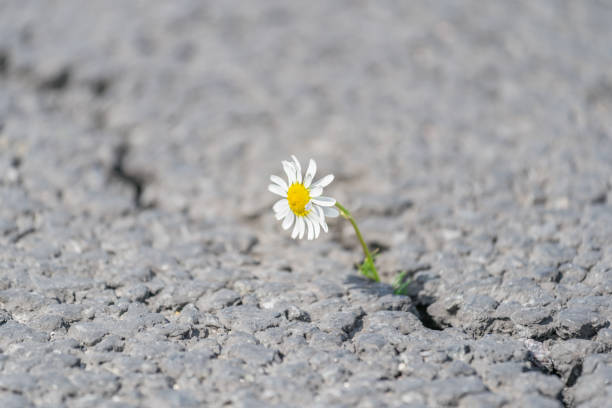 istock beautiful daisy grows through a crack in the asphalt 1248266349