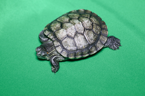 A focus scene of tortoise against chroma key background.