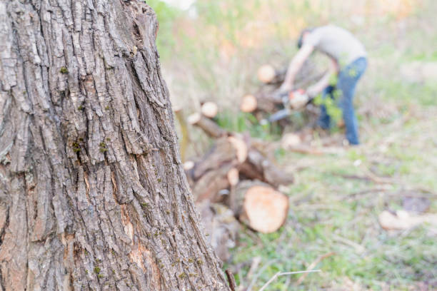 istock farmer sawing a tree felled by a hurricane chainsaw 1248266406