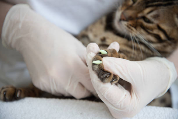 istock The veterinarian puts special caps on the cat's claws. One paw is already processed, the second paw is not processed yet. Close up. The concept of protection and security. 1248266648