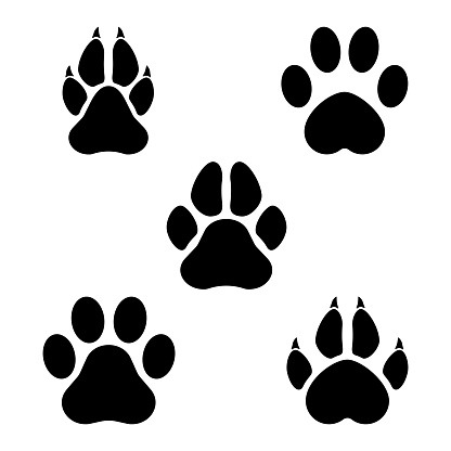 Footprints of animals. Imprint of a tiger's, trace of the cat. Paw of an animal, canine lion, traces of dog paws.