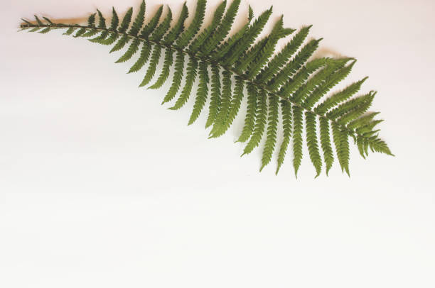 istock minimalism style, fern leaf on paper background 1248267523