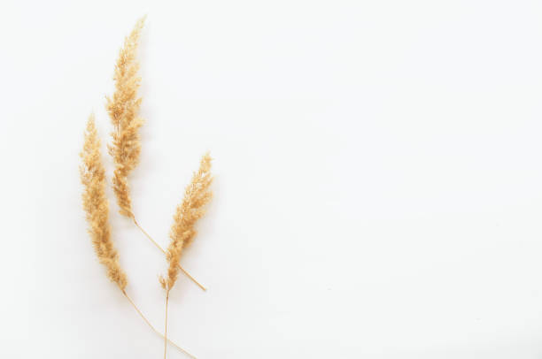 istock minimalism style, fern leaf on paper background 1248267526